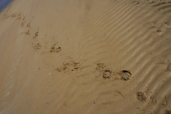 Vlnitá Písečná Pláž Dopoledních Hodinách Stínem Ukázat Texturu Jemného Písku — Stock fotografie