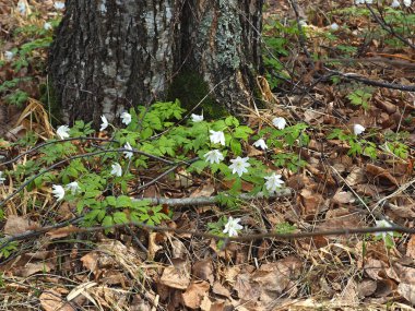İlk bahar çiçekleri, kar damlaları. Bahar, orman, Rusya, Ural