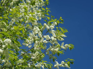 Çiçek açan kuş kirazı. Rusya, Ural, Perm bölgesi     