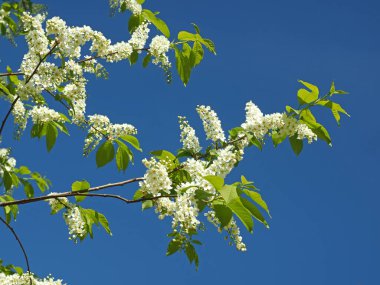 Çiçek açan kuş kirazı. Rusya, Ural, Perm bölgesi     
