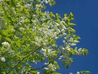 Çiçek açan kuş kirazı. Rusya, Ural, Perm bölgesi     