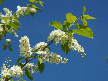 Çiçek açan kuş kirazı. Rusya, Ural, Perm bölgesi     