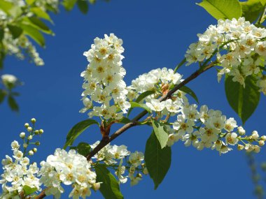 Çiçek açan kuş kirazı. Rusya, Ural, Perm bölgesi     