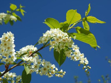 Çiçek açan kuş kirazı. Rusya, Ural, Perm bölgesi     