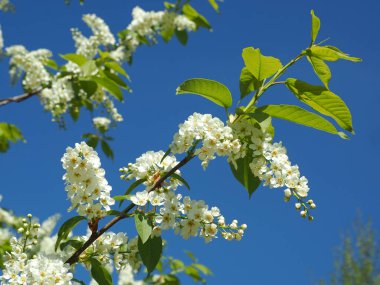 Çiçek açan kuş kirazı. Rusya, Ural, Perm bölgesi     