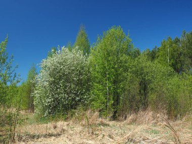 Terk edilmiş bir bahçede çiçek açan kuş kirazı. Perma bölgesi, Rusya