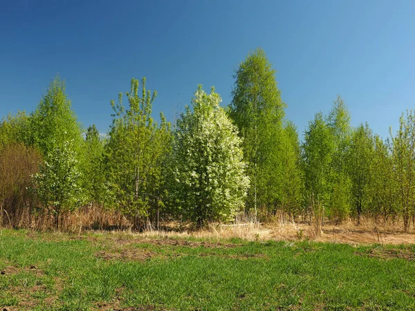 Blooming Bird Cherry Abandoned Garden Perm Region Russia — Stock Photo, Image