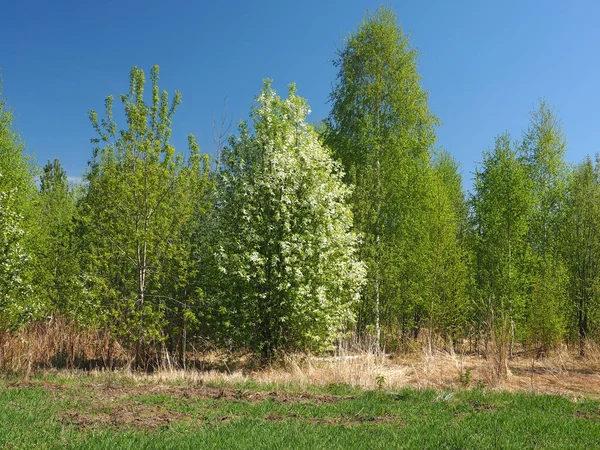 Blooming Bird Cherry Abandoned Garden Perm Region Russia — Stock Photo, Image