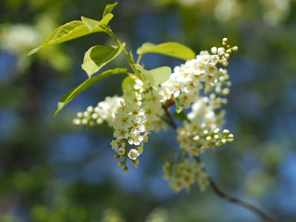 Blooming bird cherry. Russia, Ural, Perm region