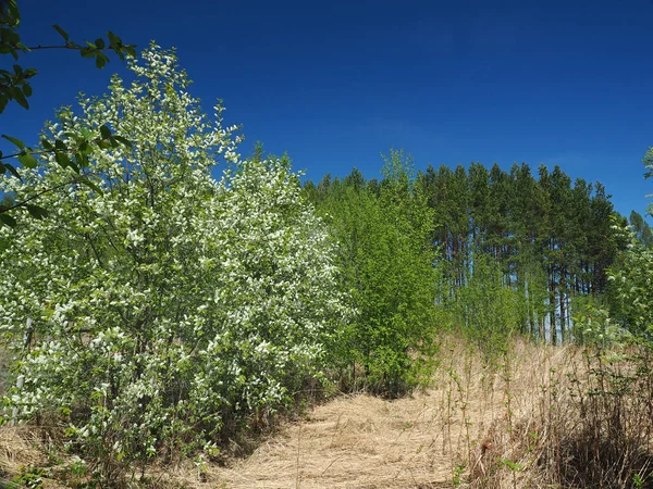 Blooming Bird Cherry Abandoned Garden Perm Region Russia — Stock Photo, Image