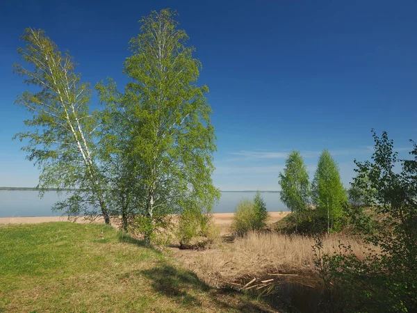 Drzewa Nad Rzeką Rosyjska Letnia Przyroda Rosja Ural Perm Region — Zdjęcie stockowe