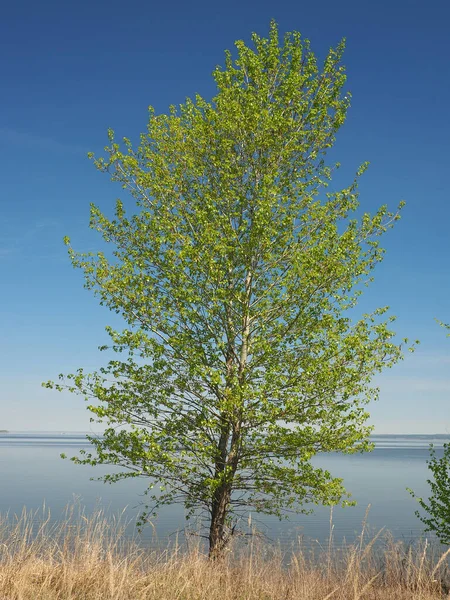 川のそばの木 ロシアの夏の自然 ロシアウラルペルミ地方 — ストック写真