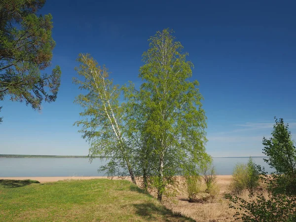 Árboles Junto Río Naturaleza Rusa Verano Rusia Ural Región Perm Fotos De Stock