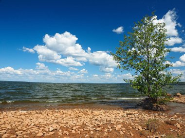 Büyük nehir Kama, banka. Sahildeki yalnız ağaç. Güzel bulutlar. Güzel gökyüzü. Yaz. Rusya, Ural, Perma Bölgesi, Elovo