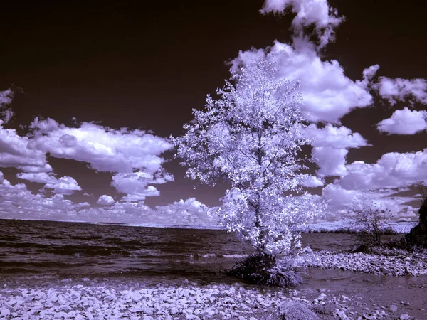 Ensamt Träd Vid Floden Vacker Himmel Moln Sommar Infrarött Foto — Stockfoto