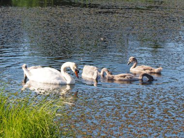 Yürüyüşe çıkmış vahşi bir kuğu ailesi. Terk edilmiş eski gölet. Yaz akşamı, gün batımı. Rusya, Ural, Perm Bölgesi.