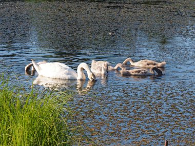 Yürüyüşe çıkmış vahşi bir kuğu ailesi. Terk edilmiş eski gölet. Yaz akşamı, gün batımı. Rusya, Ural, Perm Bölgesi.