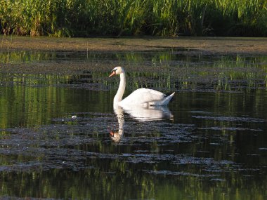 Vahşi kuğu. Terk edilmiş eski gölet. Yaz akşamı, gün batımı. Rusya, Ural, Perm Bölgesi.