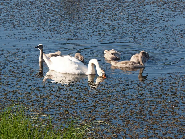 Una Familia Cisnes Salvajes Dando Paseo Viejo Estanque Abandonado Tarde —  Fotos de Stock