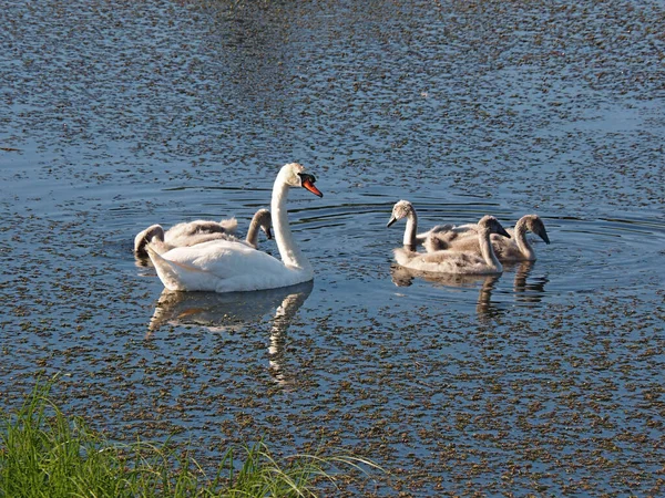 Een Familie Wilde Zwanen Voor Een Wandeling Verlaten Oude Vijver — Stockfoto