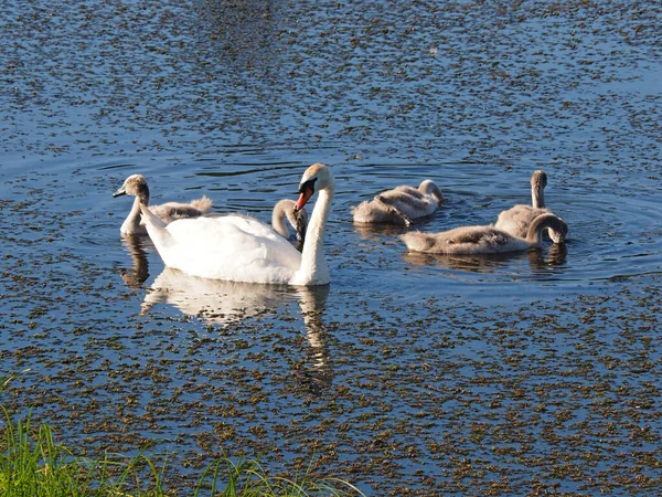 Family Wild Swans Walk Abandoned Old Pond Summer Evening Sunset — Stock Photo, Image