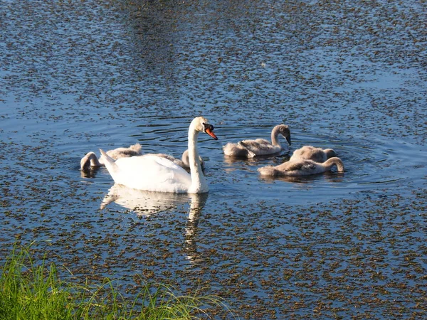 Family Wild Swans Walk Abandoned Old Pond Summer Evening Sunset — Stock Photo, Image