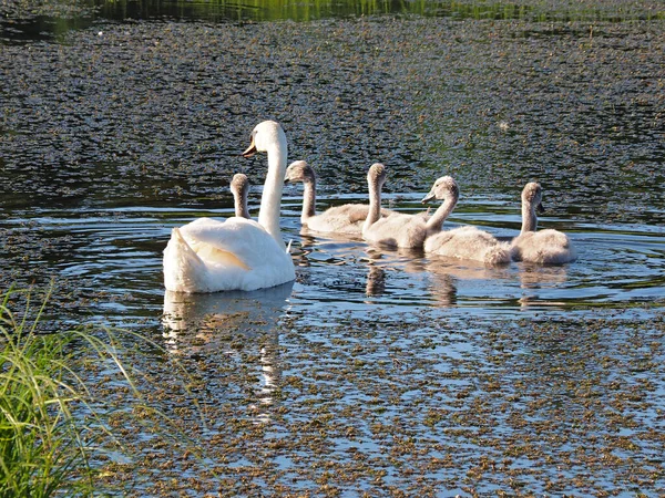 Uma Família Cisnes Selvagens Para Passear Velho Lago Abandonado Noite — Fotografia de Stock