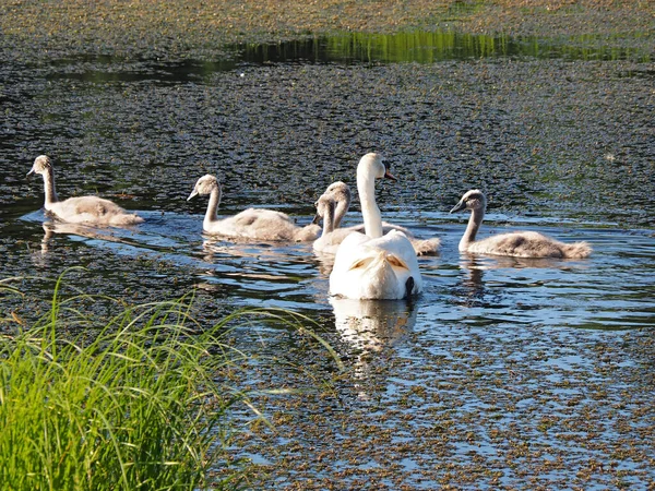 Una Familia Cisnes Salvajes Dando Paseo Viejo Estanque Abandonado Tarde —  Fotos de Stock