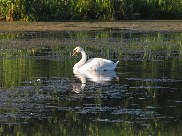 Wild Swan Abandoned Old Pond Summer Evening Sunset Russia Ural — Stock Photo, Image
