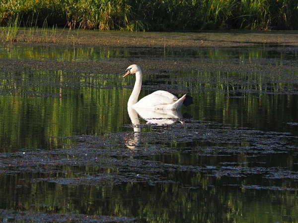 Wilder Schwan Verlassener Alter Teich Sommerabend Sonnenuntergang Russland Ural Territorium — Stockfoto