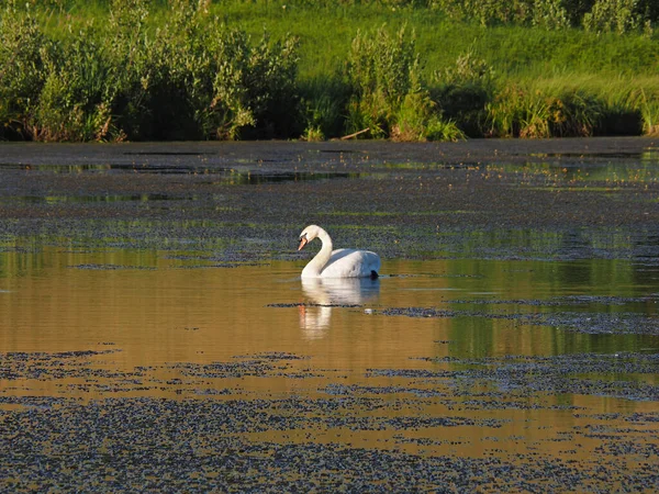 Cisne Selvagem Velho Lago Abandonado Noite Verão Pôr Sol Rússia — Fotografia de Stock