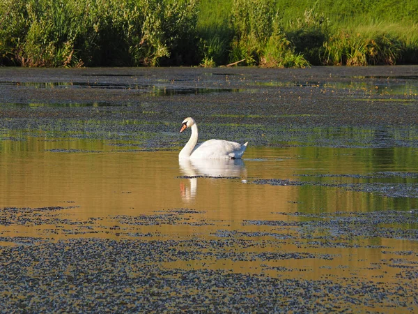 Cisne Selvagem Velho Lago Abandonado Noite Verão Pôr Sol Rússia — Fotografia de Stock