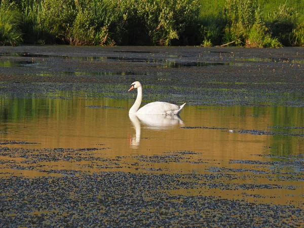 Vild Svan Övergiven Gammal Damm Sommarkväll Solnedgång Ryssland Ural Permanent — Stockfoto