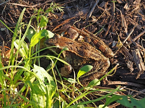 두꺼비 러시아 — 스톡 사진