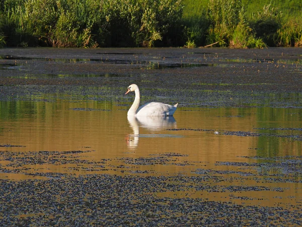 Wilde Zwaan Verlaten Oude Vijver Zomer Avond Zonsondergang Rusland Oeral — Stockfoto