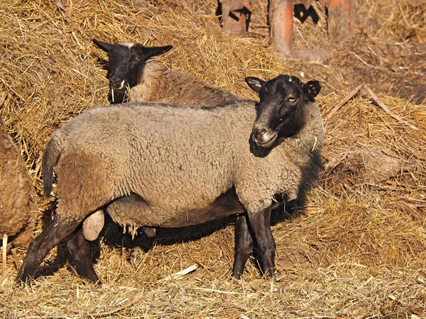 Owce Barany Farmie Wiejskiej Letni Wieczór Zachód Słońca Rosja Ural — Zdjęcie stockowe