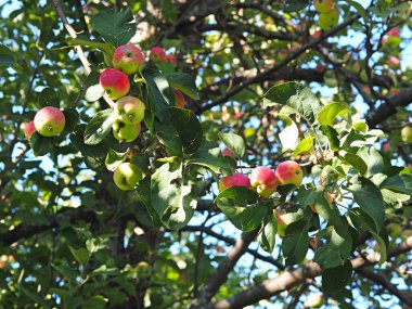 Elma ağacının dallarında elmalar. Tatil. Yaz. Köy bahçesi. Rusya, Perma Bölgesi, Elovo