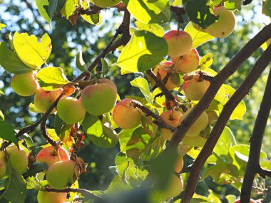 Elma ağacının dallarında elmalar. Tatil. Yaz. Köy bahçesi. Rusya, Perma Bölgesi, Elovo