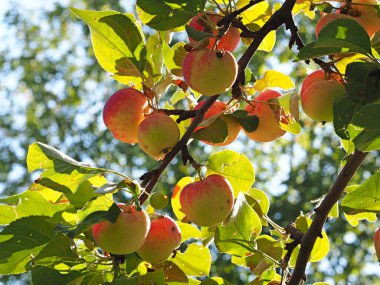 Elma ağacının dallarında elmalar. Tatil. Yaz. Köy bahçesi. Rusya, Perma Bölgesi, Elovo