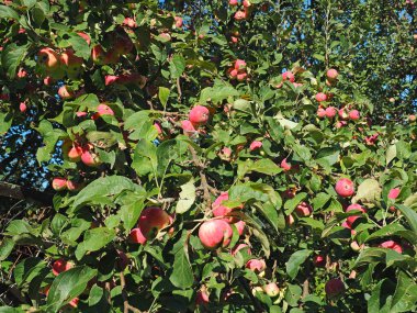 Elma ağacının dallarında elmalar. Tatil. Yaz. Köy bahçesi. Rusya, Perma Bölgesi, Elovo