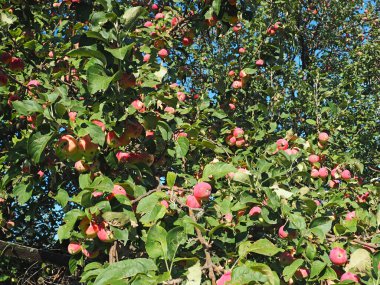 Elma ağacının dallarında elmalar. Tatil. Yaz. Köy bahçesi. Rusya, Perma Bölgesi, Elovo