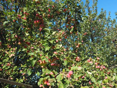 Elma ağacının dallarında elmalar. Tatil. Yaz. Köy bahçesi. Rusya, Perma Bölgesi, Elovo