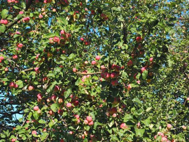 Elma ağacının dallarında elmalar. Tatil. Yaz. Köy bahçesi. Rusya, Perma Bölgesi, Elovo