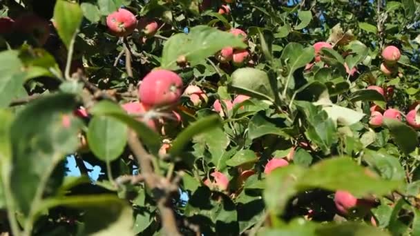 Яблука Гілках Яблуні Відпустка Літо Сад Села Росія Пермська Територія — стокове відео