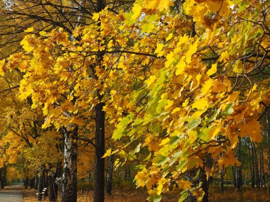 Sonbahar. Gökyüzünün arka planında akçaağacın sarı yaprakları.