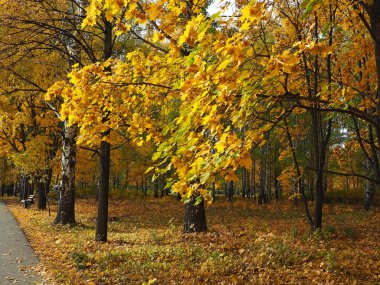 Sonbahar. Gökyüzünün arka planında akçaağacın sarı yaprakları.