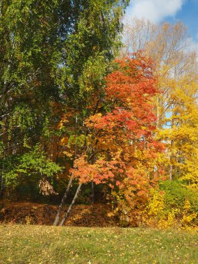 Sonbahar. Parktaki sonbahar ağaçları. Düşen yapraklar. Terk edilmiş yol. Rusya, Ural, Perm bölgesi