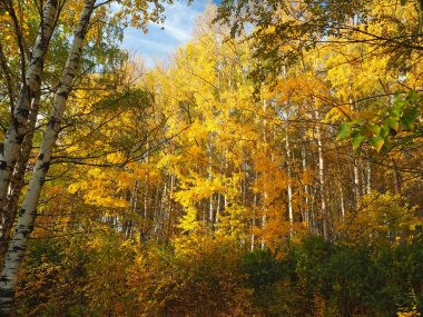 Sonbahar. Parktaki sonbahar ağaçları. Düşen yapraklar. Terk edilmiş yol. Rusya, Ural, Perm bölgesi
