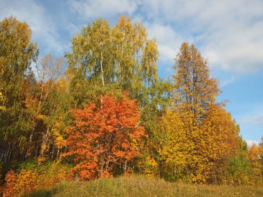 Sonbahar. Parktaki sonbahar ağaçları. Düşen yapraklar. Terk edilmiş yol. Rusya, Ural, Perm bölgesi