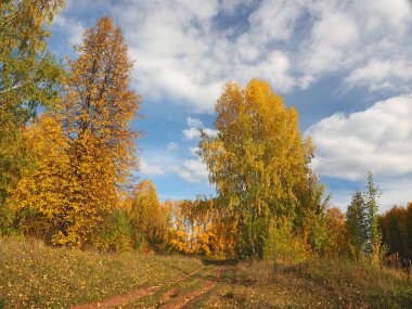 Sonbahar. Parktaki sonbahar ağaçları. Düşen yapraklar. Terk edilmiş yol. Rusya, Ural, Perm bölgesi